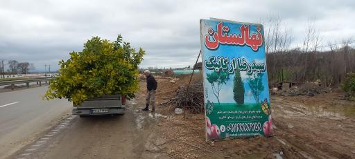 عکس نهالستان و گلخانه سید رضا ارگانیک