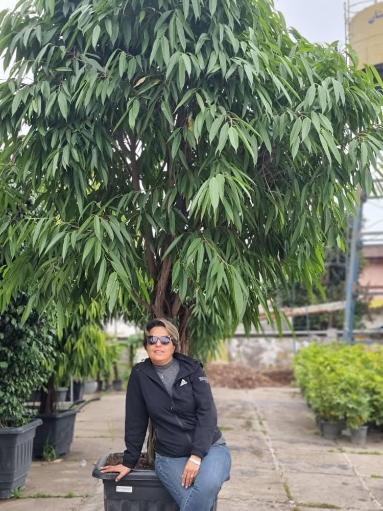 عکس گلخانه خدادادی