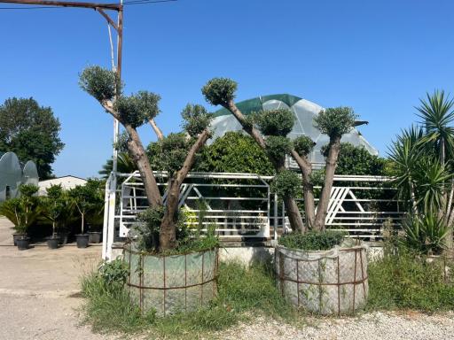 عکس گلخانه خدادادی