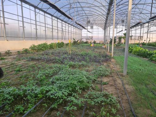 عکس گلخانه بوستان ریحان