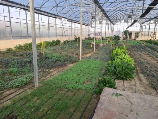 عکس گلخانه بوستان ریحان