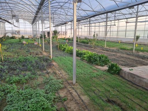 عکس گلخانه بوستان ریحان