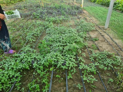 عکس گلخانه بوستان ریحان