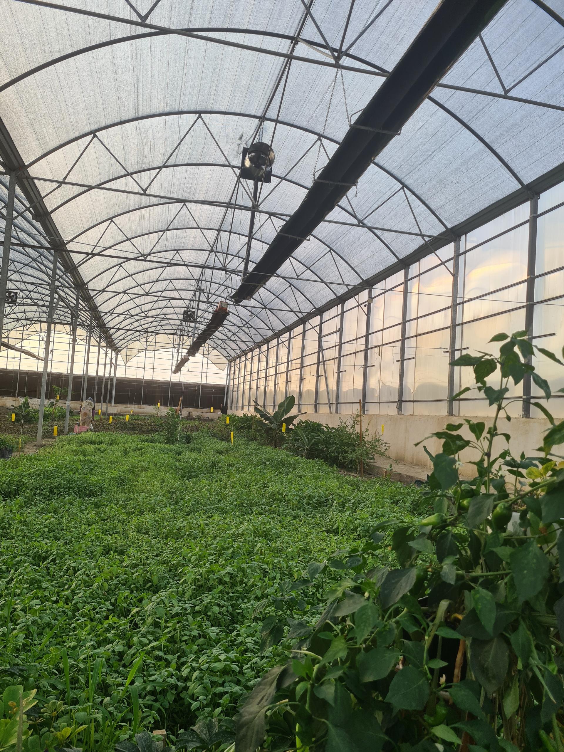 عکس گلخانه بوستان ریحان