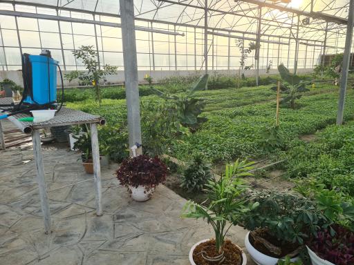 عکس گلخانه بوستان ریحان