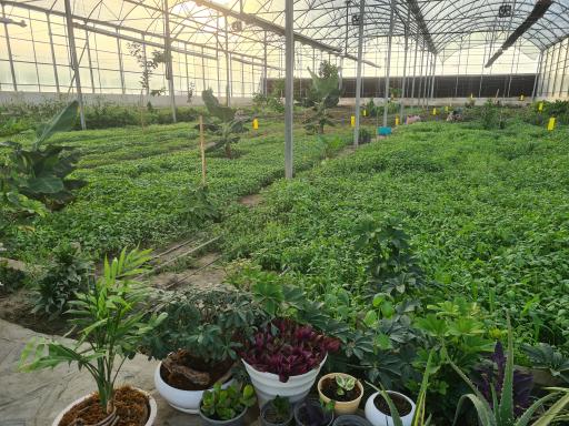 عکس گلخانه بوستان ریحان