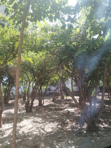 عکس بوستان علوی