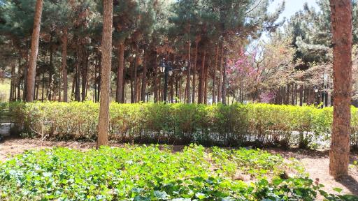 عکس پارک ملت بجستان