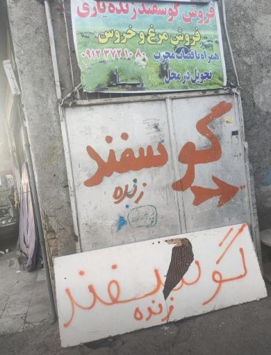 عکس فروش دام زنده یاری