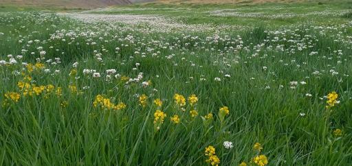 عکس کشت صنعت سبزینه 