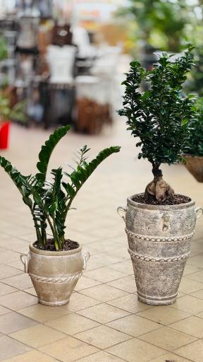 عکس گل و گیاه نسترن