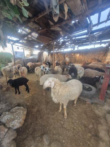 عکس دامداری شجاعی 