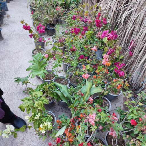 عکس گل باغ شناشیر