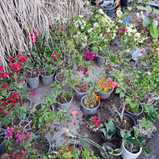 عکس گل باغ شناشیر