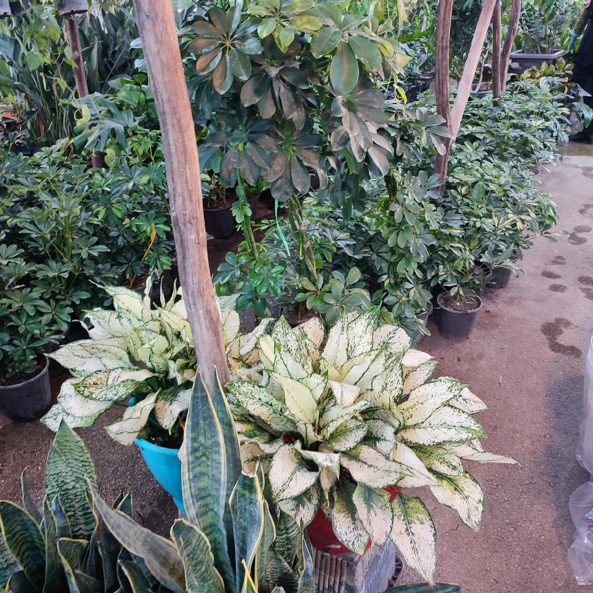 عکس گل باغ شناشیر