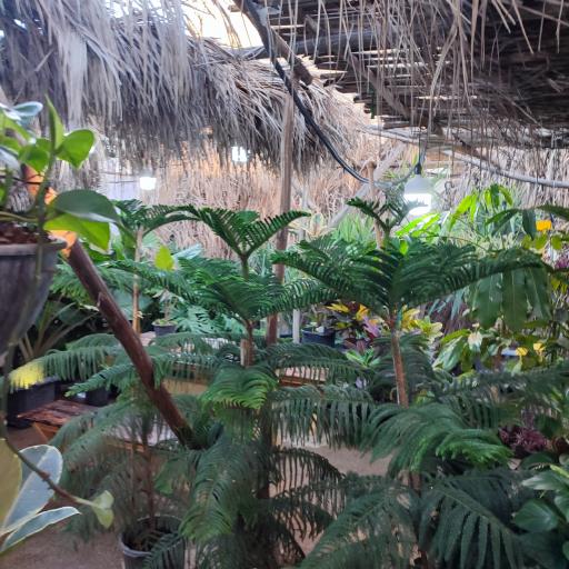 عکس گل باغ شناشیر