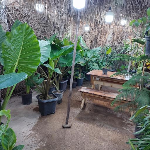 عکس گل باغ شناشیر