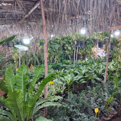 عکس گل باغ شناشیر