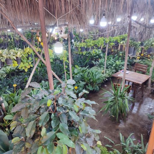 عکس گل باغ شناشیر