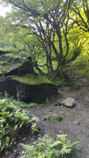 عکس صومعه سرا