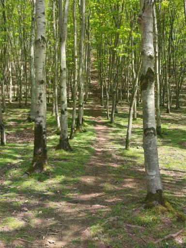 عکس صومعه سرا