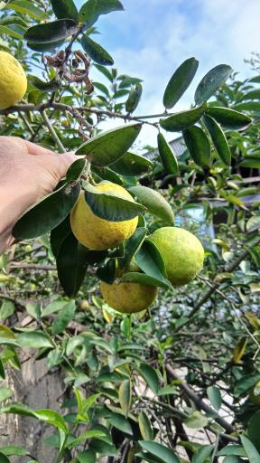 عکس صومعه سرا