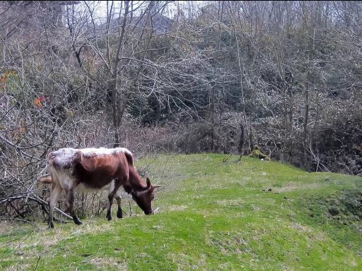 عکس صومعه سرا