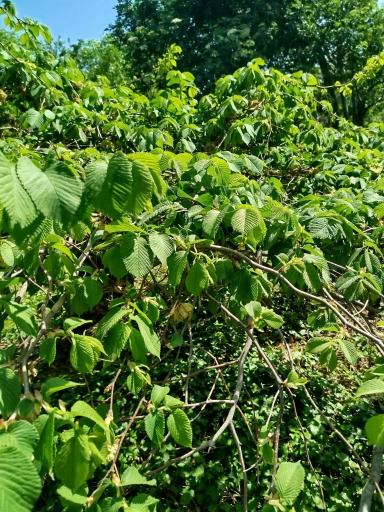 عکس باغ گیاه شناسی غدیر - فاروق