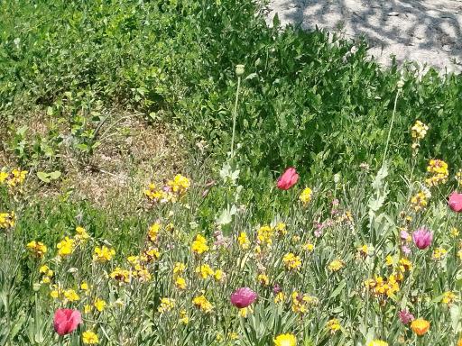 عکس باغ گیاه شناسی غدیر - فاروق