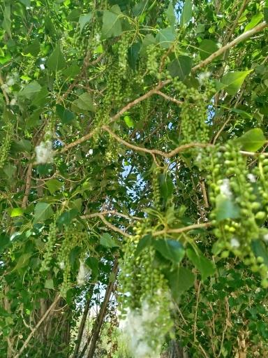 عکس باغ گیاه شناسی غدیر - فاروق