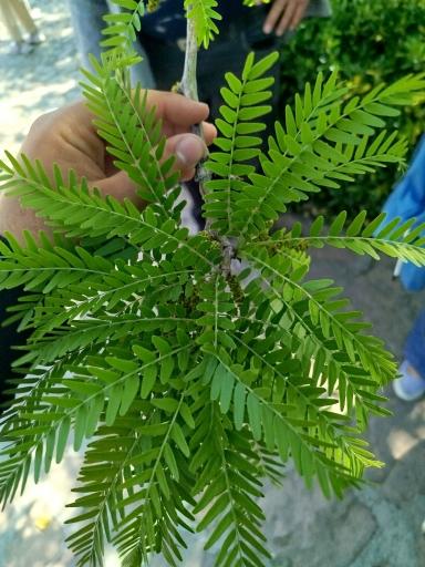 عکس باغ گیاه شناسی غدیر - فاروق