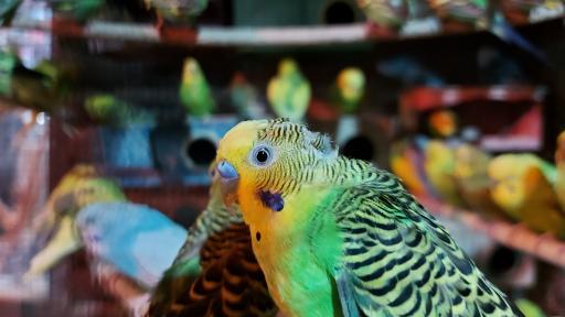 عکس رستوران باغ شیس