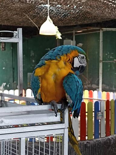 عکس پینتبال لیزرتگ آرنیکا