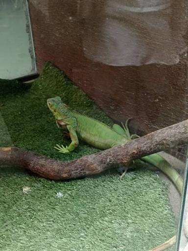 عکس پینتبال لیزرتگ آرنیکا