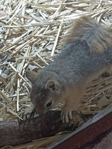 عکس پینتبال لیزرتگ آرنیکا