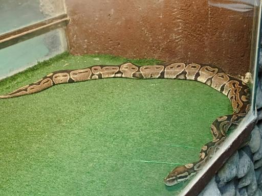 عکس پینتبال لیزرتگ آرنیکا