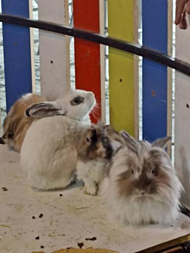 عکس پینتبال لیزرتگ آرنیکا