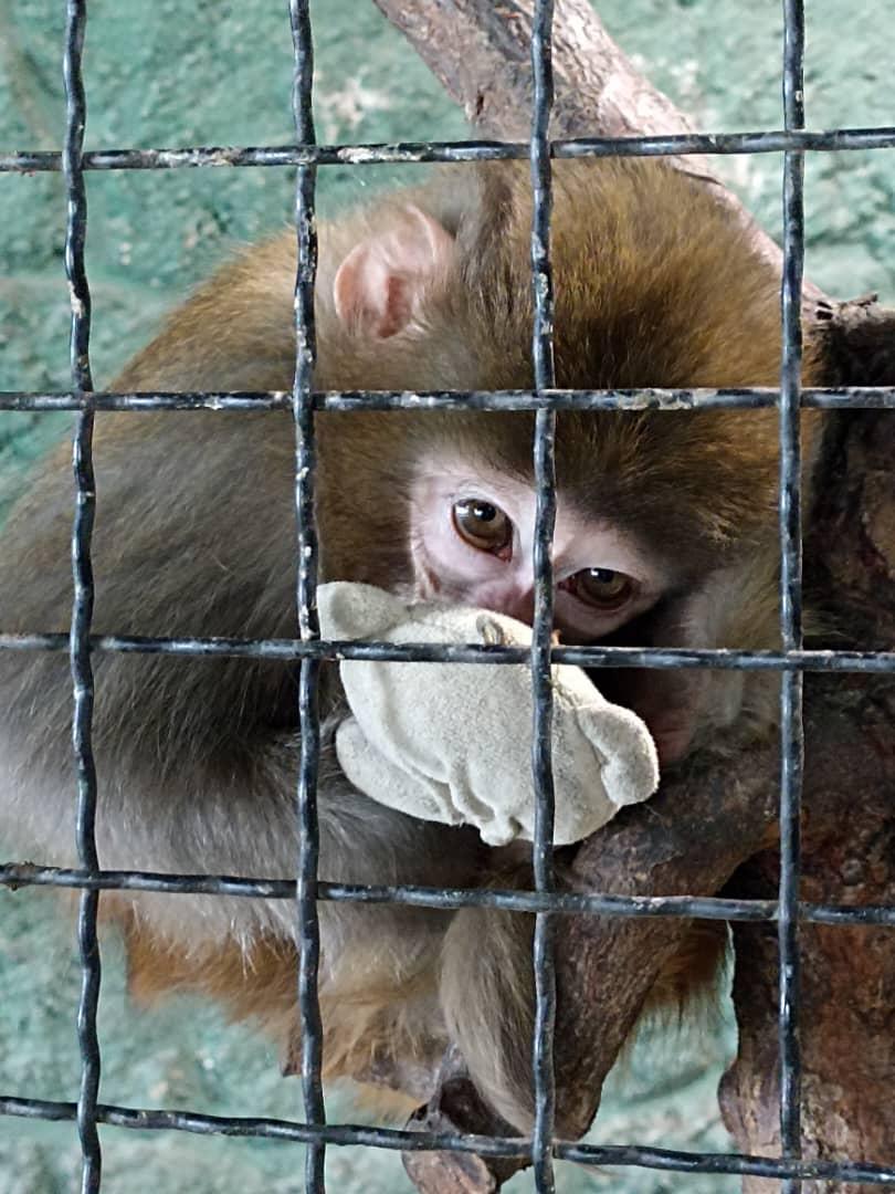 عکس پینتبال لیزرتگ آرنیکا