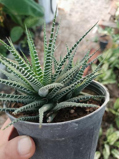 عکس گلخانه ماه سو