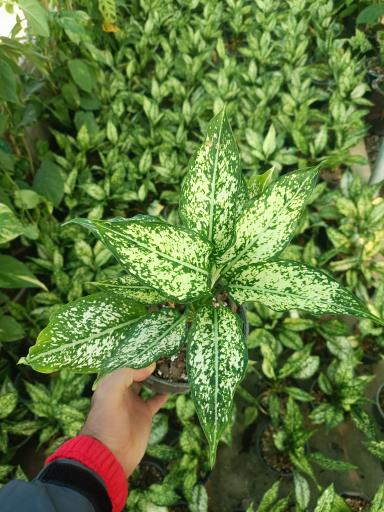 عکس گلخانه ماه سو