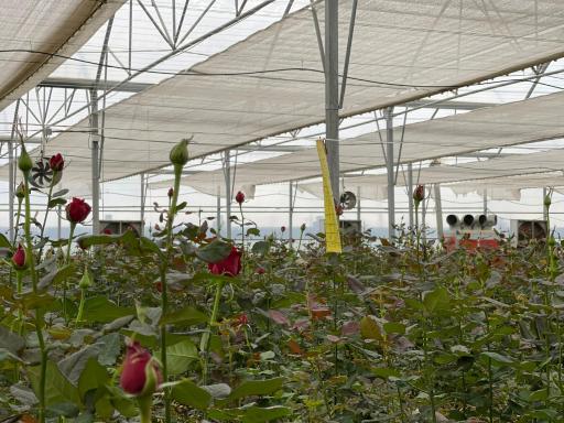 عکس کارخانه توری سایبان شمال