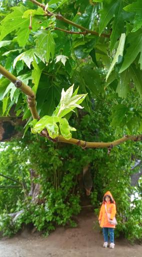 عکس درخت کهنسال طاق بستان