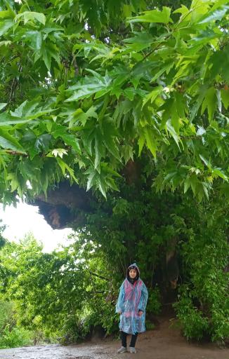 عکس درخت کهنسال طاق بستان