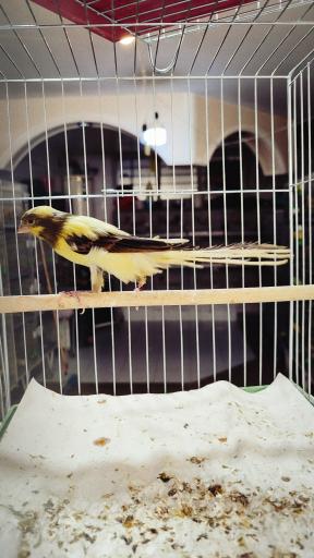 عکس فروشگاه قناری اهورا