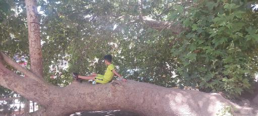 عکس درخت کهنسال طاق بستان