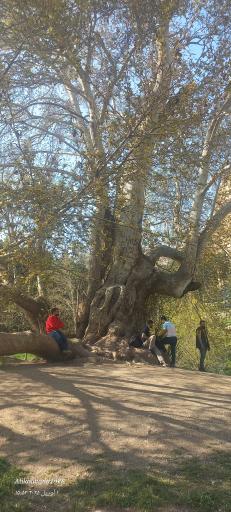 عکس درخت کهنسال طاق بستان