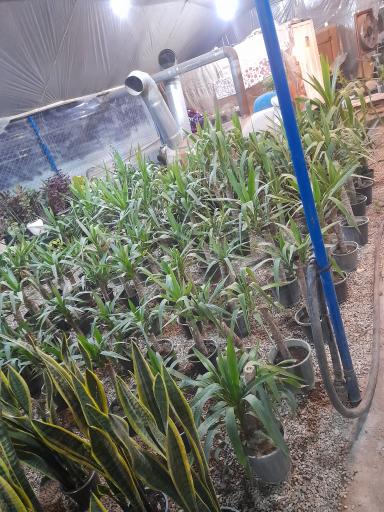 عکس گلسرای صفا