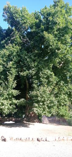 عکس درخت کهنسال طاق بستان