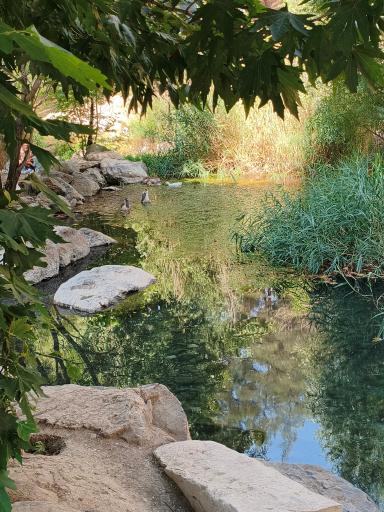 عکس درخت کهنسال طاق بستان