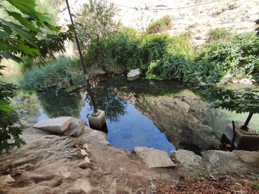 عکس درخت کهنسال طاق بستان